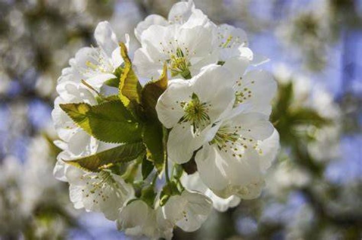 Free Images nature, blossom, white, field, meadow, prairie, flower